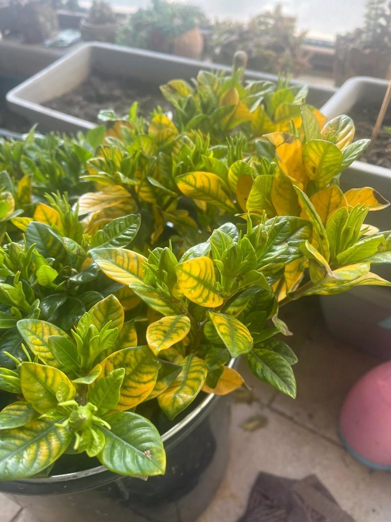 栀子花为啥叶子发焦？栀子花的叶子发枯变焦怎么办？-第5张图片-优品飞百科