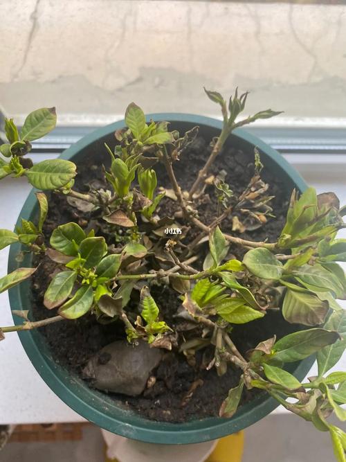 栀子花为啥叶子发焦？栀子花的叶子发枯变焦怎么办？-第6张图片-优品飞百科