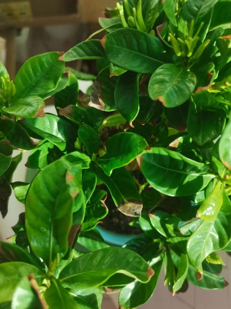 栀子花为啥叶子发焦？栀子花的叶子发枯变焦怎么办？-第7张图片-优品飞百科