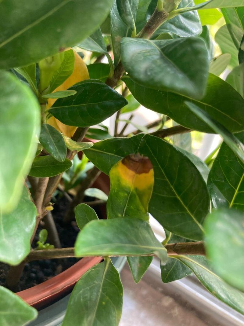 栀子花为啥叶子发焦？栀子花的叶子发枯变焦怎么办？-第8张图片-优品飞百科