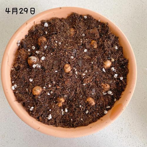 菠萝蜜的核怎么种盆栽，菠萝蜜的核能种吗?怎么种