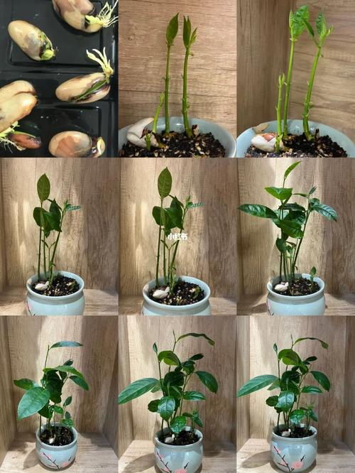 菠萝蜜的核怎么种盆栽，菠萝蜜的核能种吗?怎么种-第2张图片-优品飞百科