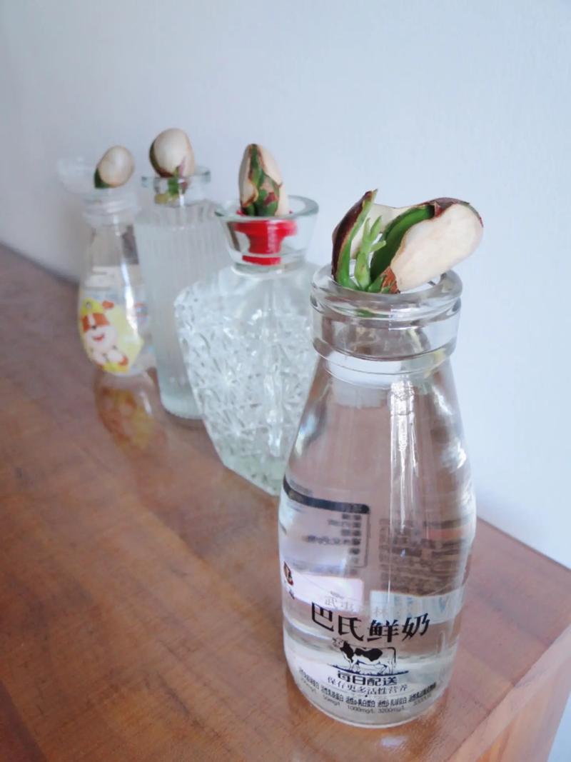 菠萝蜜的核怎么种盆栽，菠萝蜜的核能种吗?怎么种-第3张图片-优品飞百科