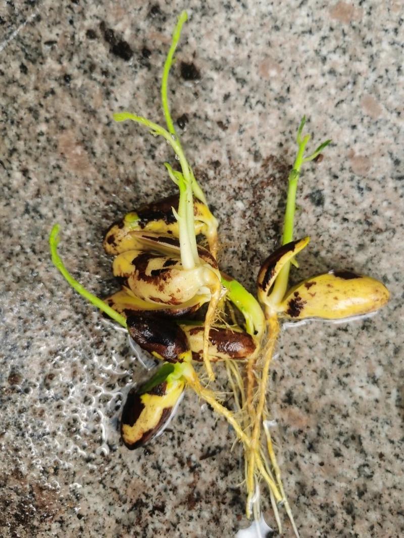 菠萝蜜的核怎么种盆栽，菠萝蜜的核能种吗?怎么种-第4张图片-优品飞百科