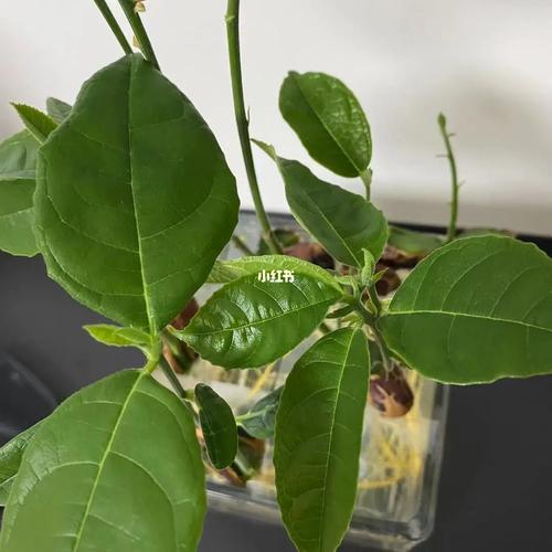 菠萝蜜的核怎么种盆栽，菠萝蜜的核能种吗?怎么种-第6张图片-优品飞百科