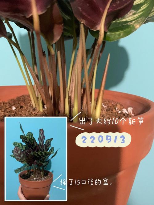 孔雀竹芋怎么繁殖，孔雀竹芋怎么繁殖方法视频