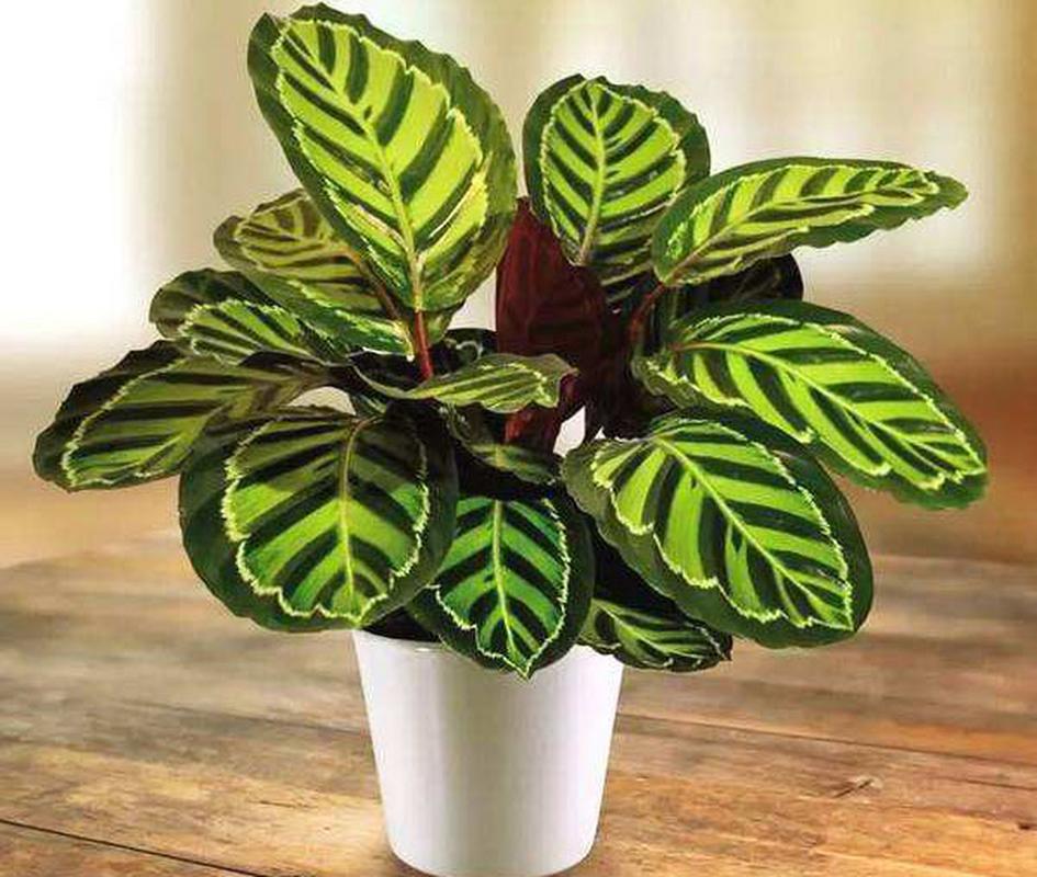 孔雀竹芋怎么繁殖，孔雀竹芋怎么繁殖方法视频-第2张图片-优品飞百科