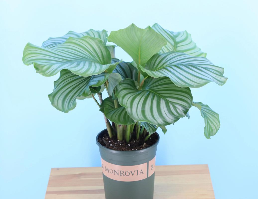 孔雀竹芋怎么繁殖，孔雀竹芋怎么繁殖方法视频-第3张图片-优品飞百科