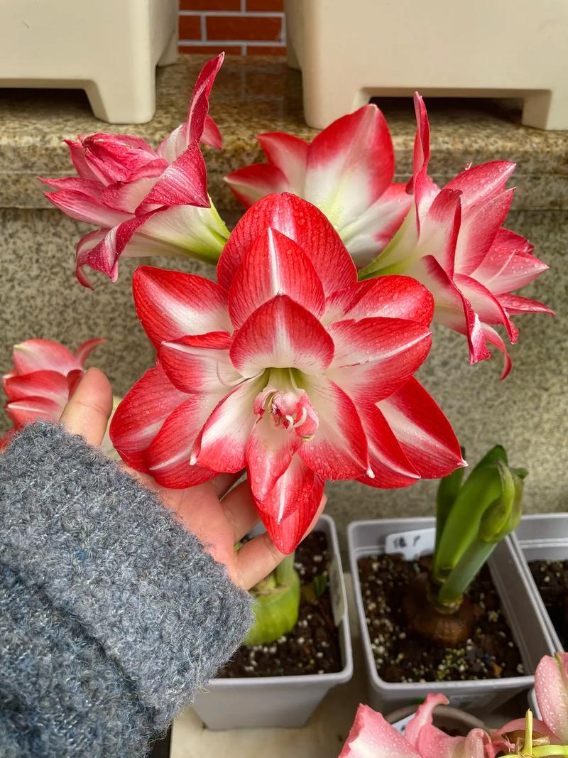 孔雀竹芋怎么繁殖，孔雀竹芋怎么繁殖方法视频-第4张图片-优品飞百科