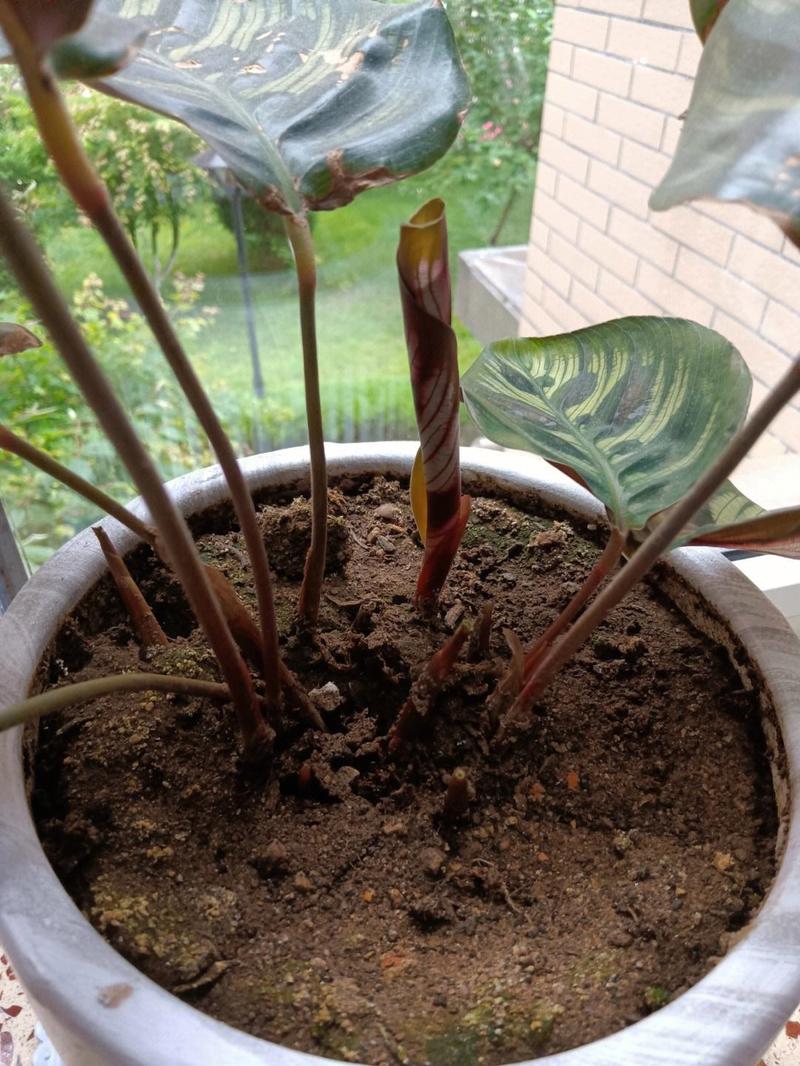 孔雀竹芋怎么繁殖，孔雀竹芋怎么繁殖方法视频-第5张图片-优品飞百科