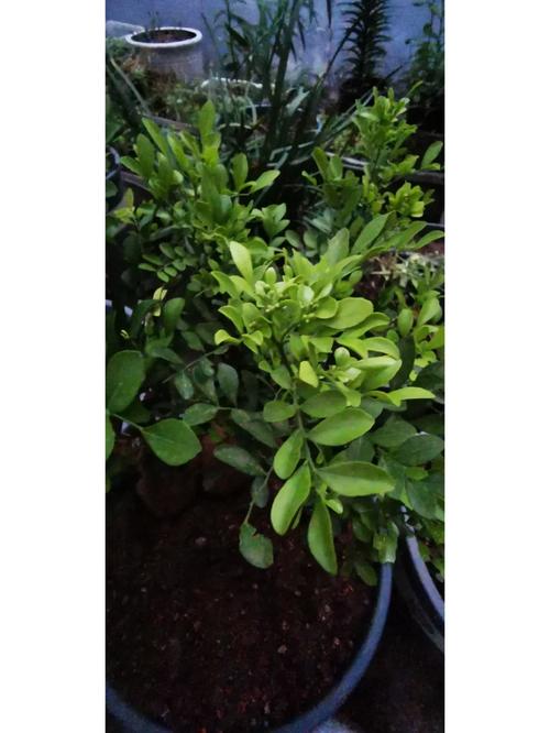 米兰和九里香的区别，米兰与九里香的区别