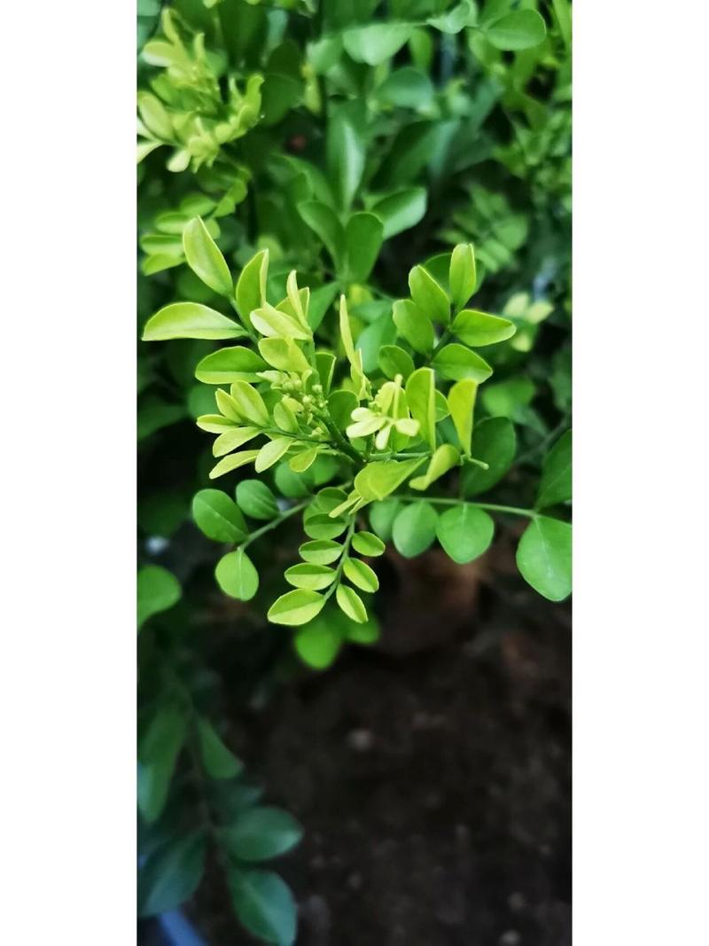 米兰和九里香的区别，米兰与九里香的区别-第4张图片-优品飞百科