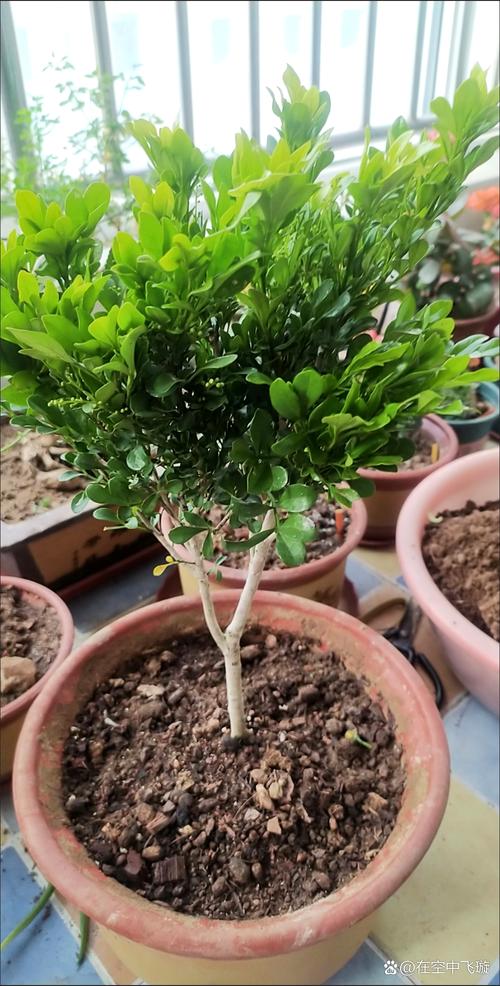 米兰和九里香的区别，米兰与九里香的区别-第3张图片-优品飞百科