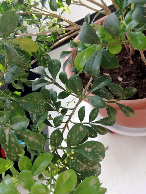 米兰和九里香的区别，米兰与九里香的区别-第5张图片-优品飞百科