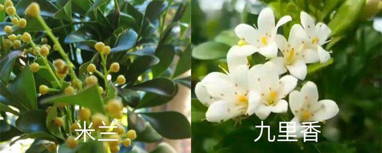 米兰和九里香的区别，米兰与九里香的区别-第6张图片-优品飞百科