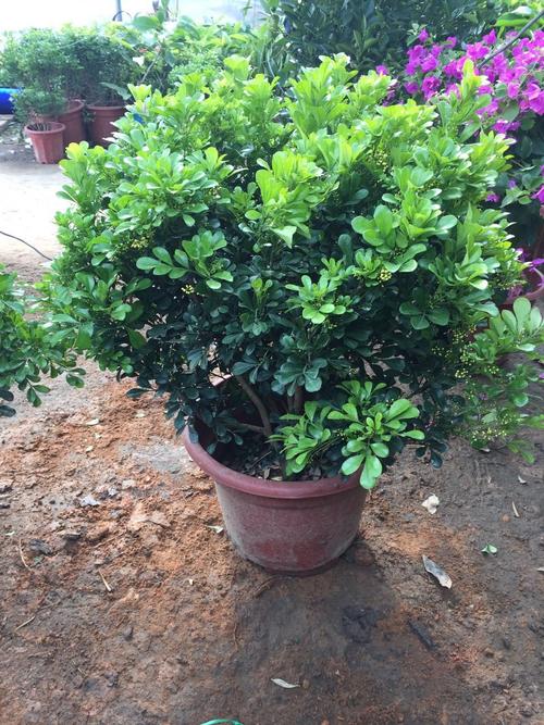 米兰和九里香的区别，米兰与九里香的区别-第7张图片-优品飞百科