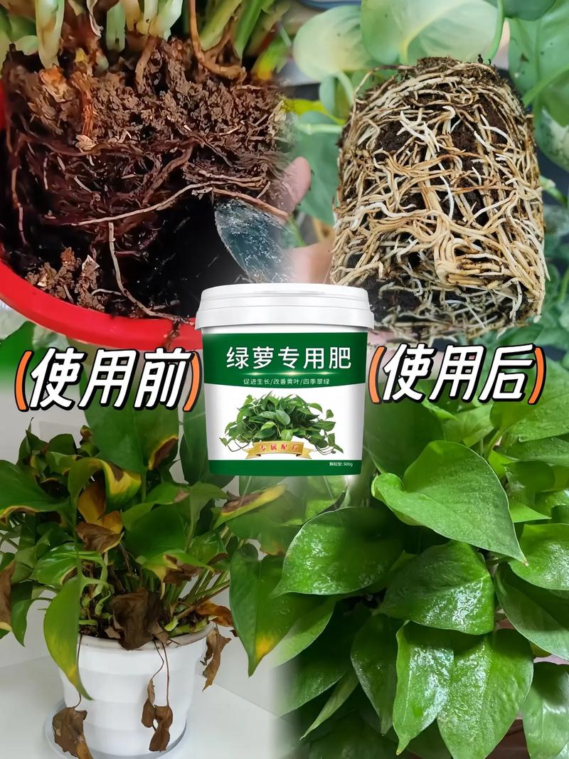 绿萝施什么肥好？绿萝施什么肥好推荐一下？-第2张图片-优品飞百科