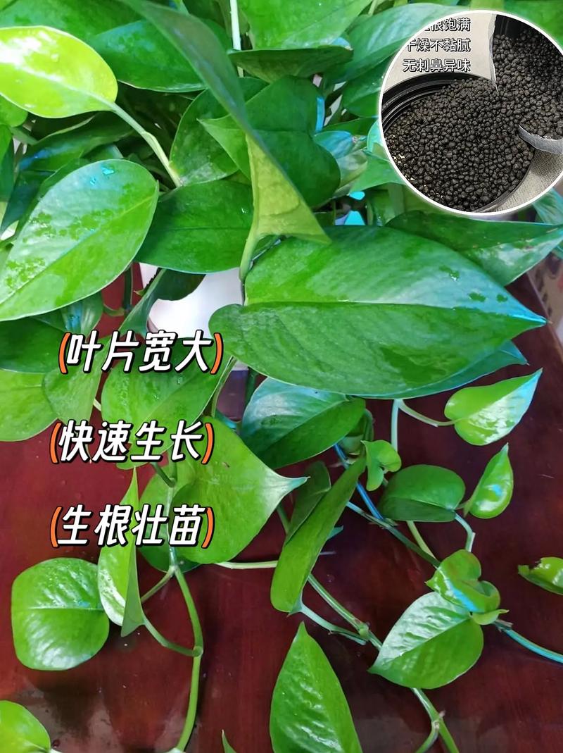绿萝施什么肥好？绿萝施什么肥好推荐一下？-第3张图片-优品飞百科