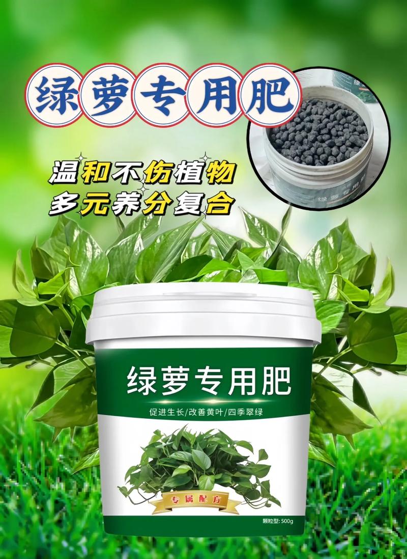 绿萝施什么肥好？绿萝施什么肥好推荐一下？-第4张图片-优品飞百科