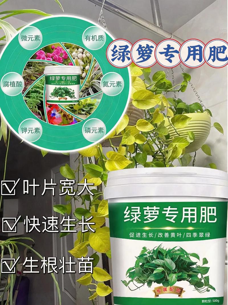 绿萝施什么肥好？绿萝施什么肥好推荐一下？-第5张图片-优品飞百科