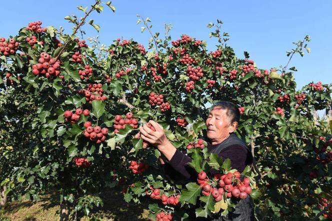 山楂什么季节成熟，山楂什么季节成熟上市？-第2张图片-优品飞百科