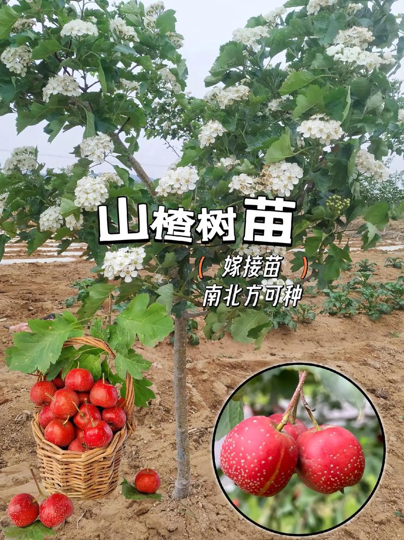 山楂什么季节成熟，山楂什么季节成熟上市？-第3张图片-优品飞百科