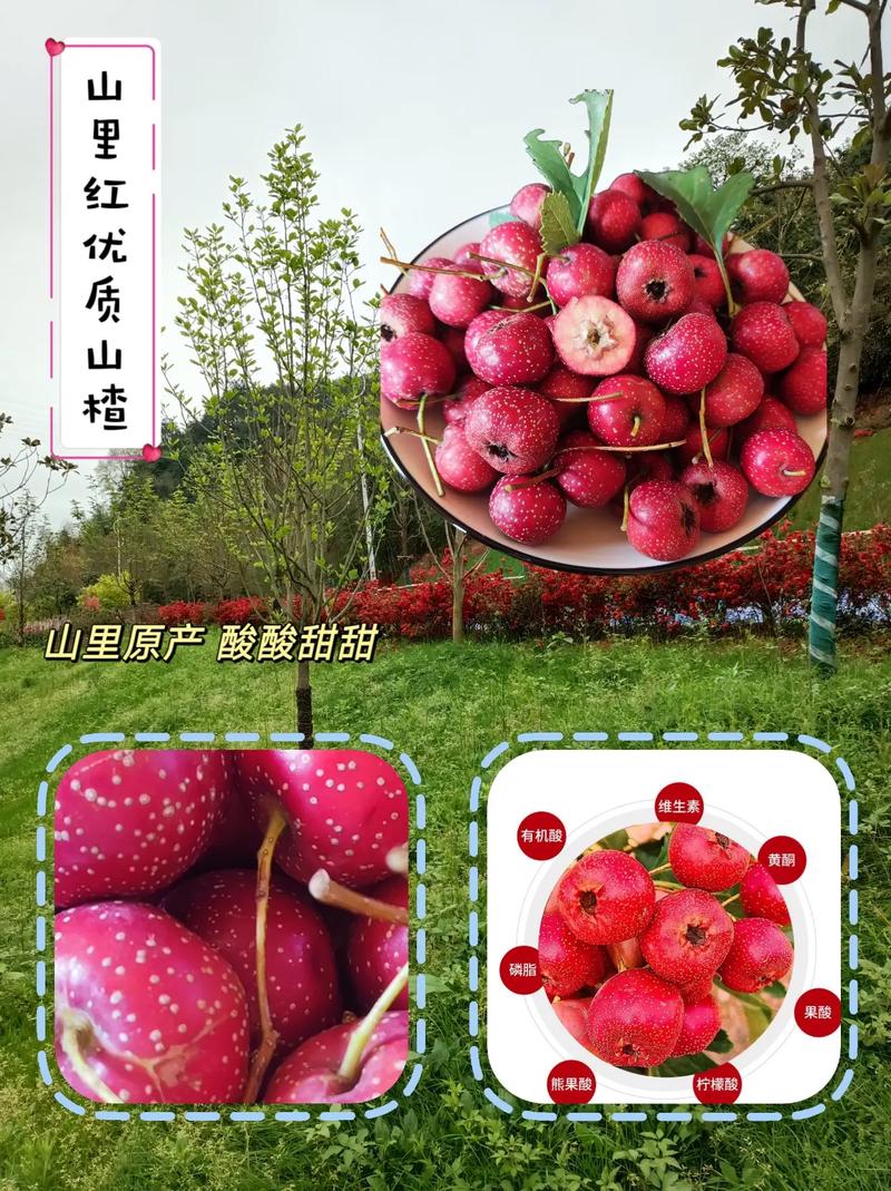 山楂什么季节成熟，山楂什么季节成熟上市？-第4张图片-优品飞百科