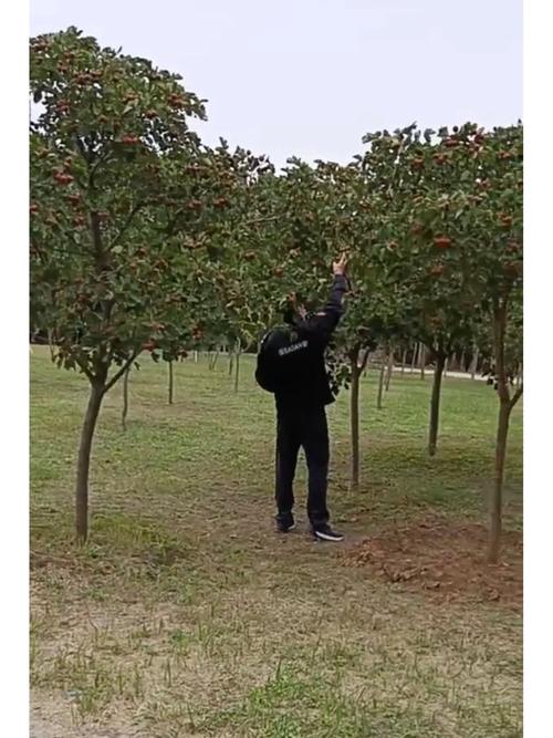 山楂什么季节成熟，山楂什么季节成熟上市？-第5张图片-优品飞百科