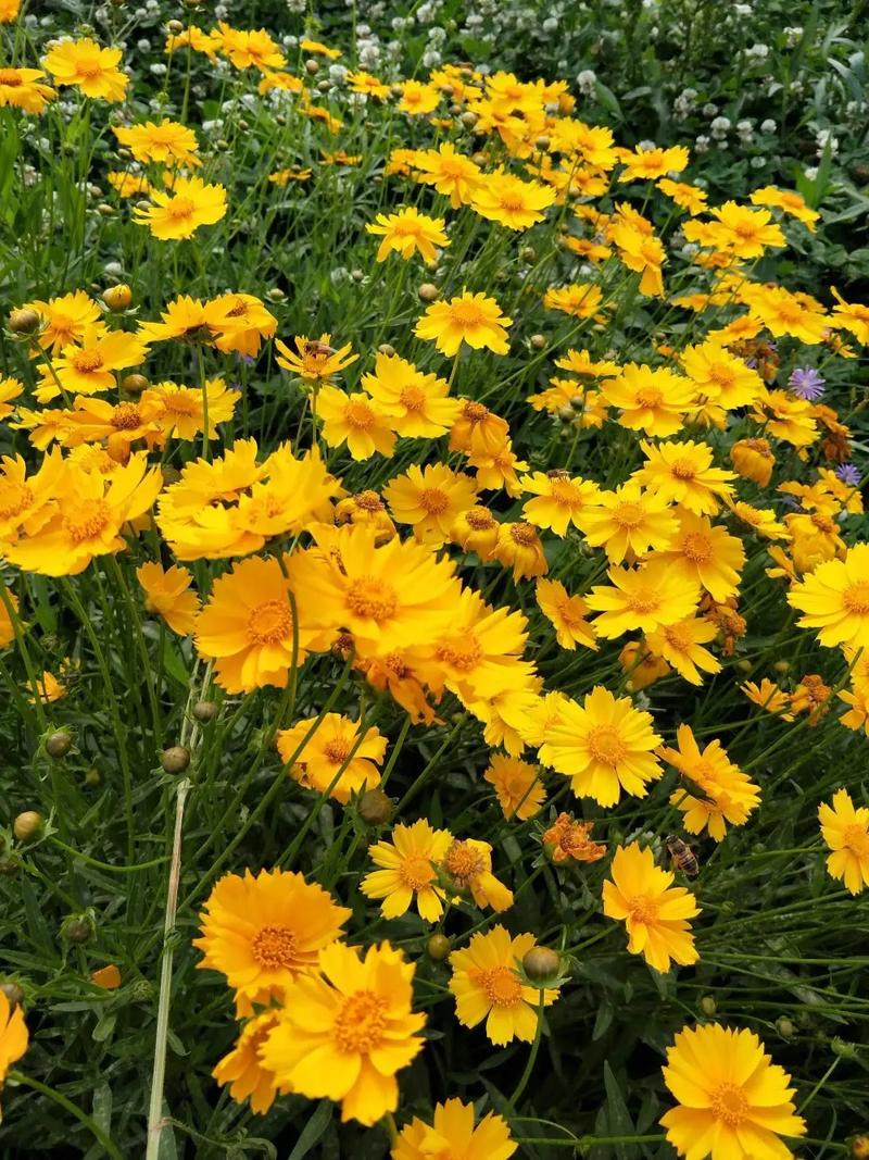 肿柄菊的繁殖方法，肿柄菊可以煮水喝吗