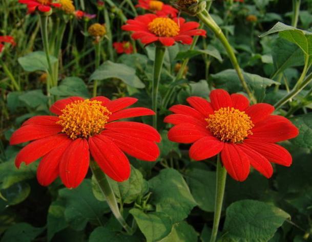 肿柄菊的繁殖方法，肿柄菊可以煮水喝吗-第2张图片-优品飞百科