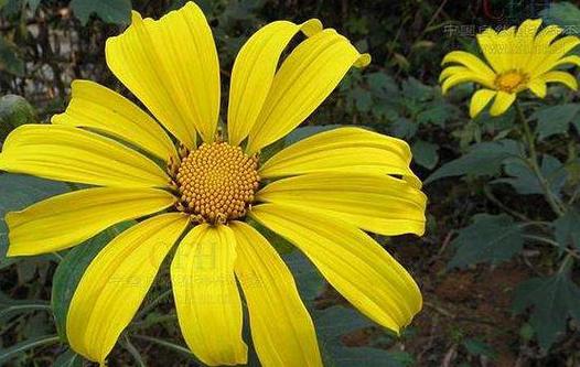 肿柄菊的繁殖方法，肿柄菊可以煮水喝吗-第3张图片-优品飞百科