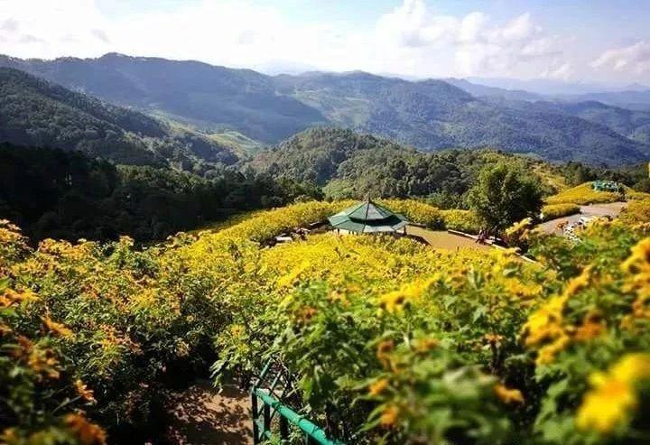 肿柄菊的繁殖方法，肿柄菊可以煮水喝吗-第6张图片-优品飞百科