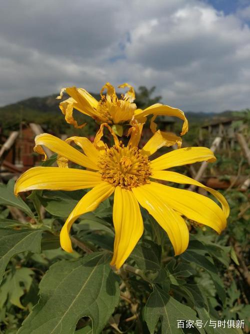 肿柄菊的繁殖方法，肿柄菊可以煮水喝吗-第7张图片-优品飞百科