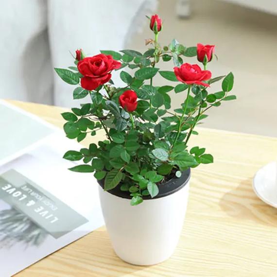 玫瑰花盆栽可以放在室内吗，玫瑰花盆栽可以放卧室吗？