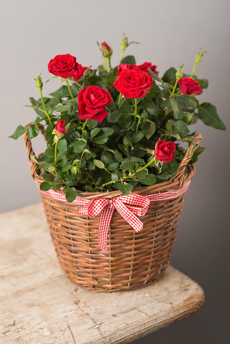 玫瑰花盆栽可以放在室内吗，玫瑰花盆栽可以放卧室吗？-第3张图片-优品飞百科