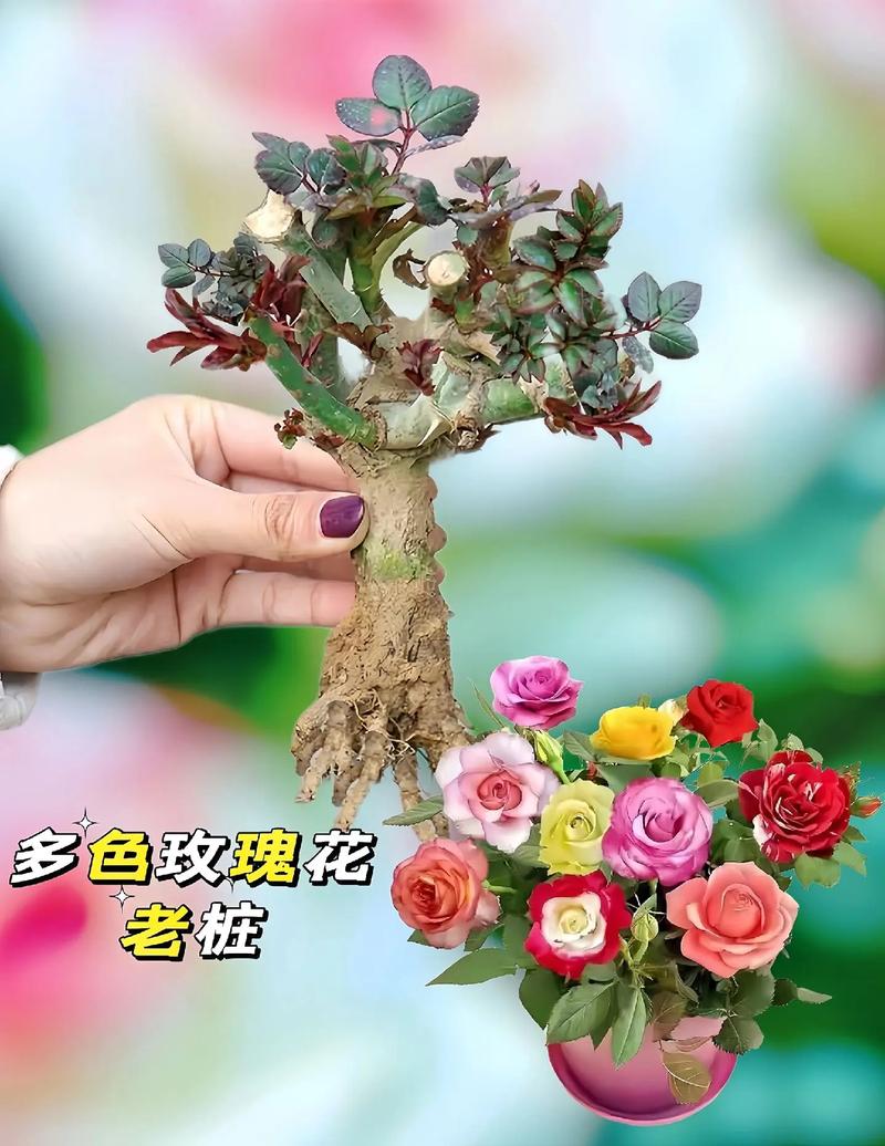 玫瑰花盆栽可以放在室内吗，玫瑰花盆栽可以放卧室吗？-第4张图片-优品飞百科
