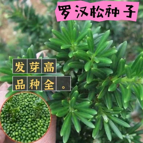 罗汉松可以用啤酒浇吗，罗汉松可以浇茶水吗-第2张图片-优品飞百科