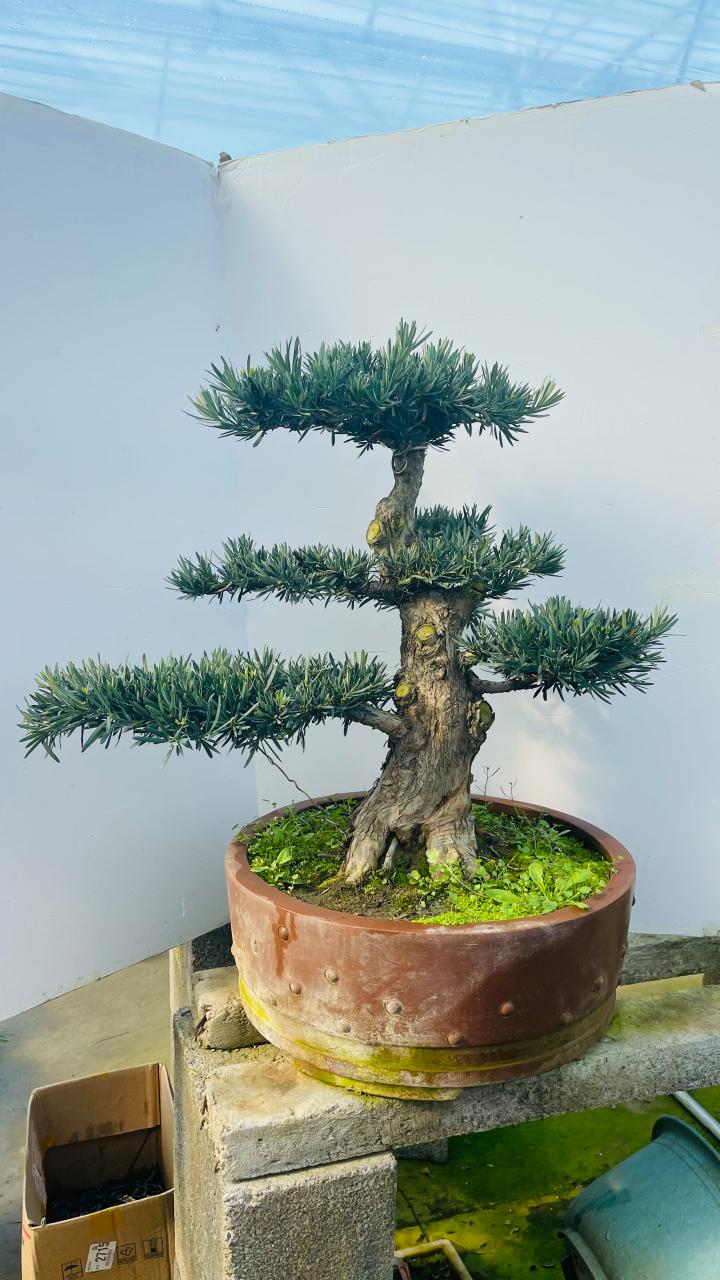 罗汉松可以用啤酒浇吗，罗汉松可以浇茶水吗