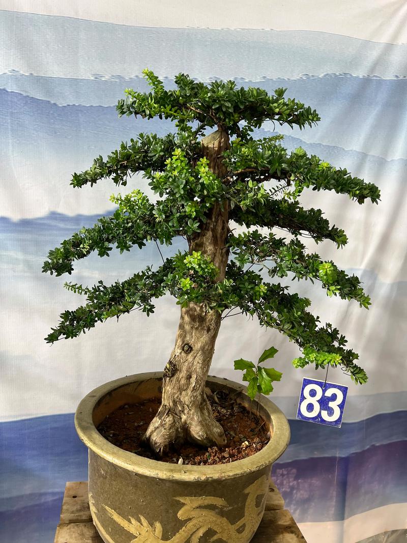 罗汉松可以用啤酒浇吗，罗汉松可以浇茶水吗-第3张图片-优品飞百科