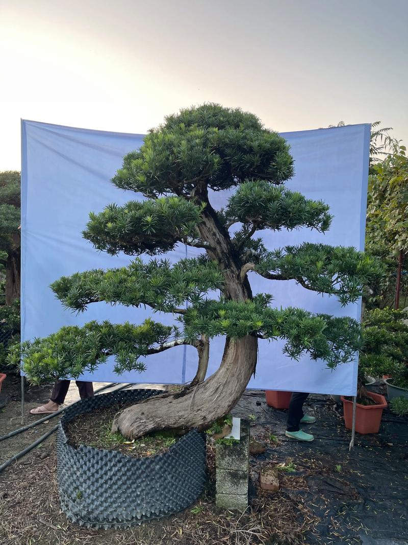 罗汉松可以用啤酒浇吗，罗汉松可以浇茶水吗-第4张图片-优品飞百科