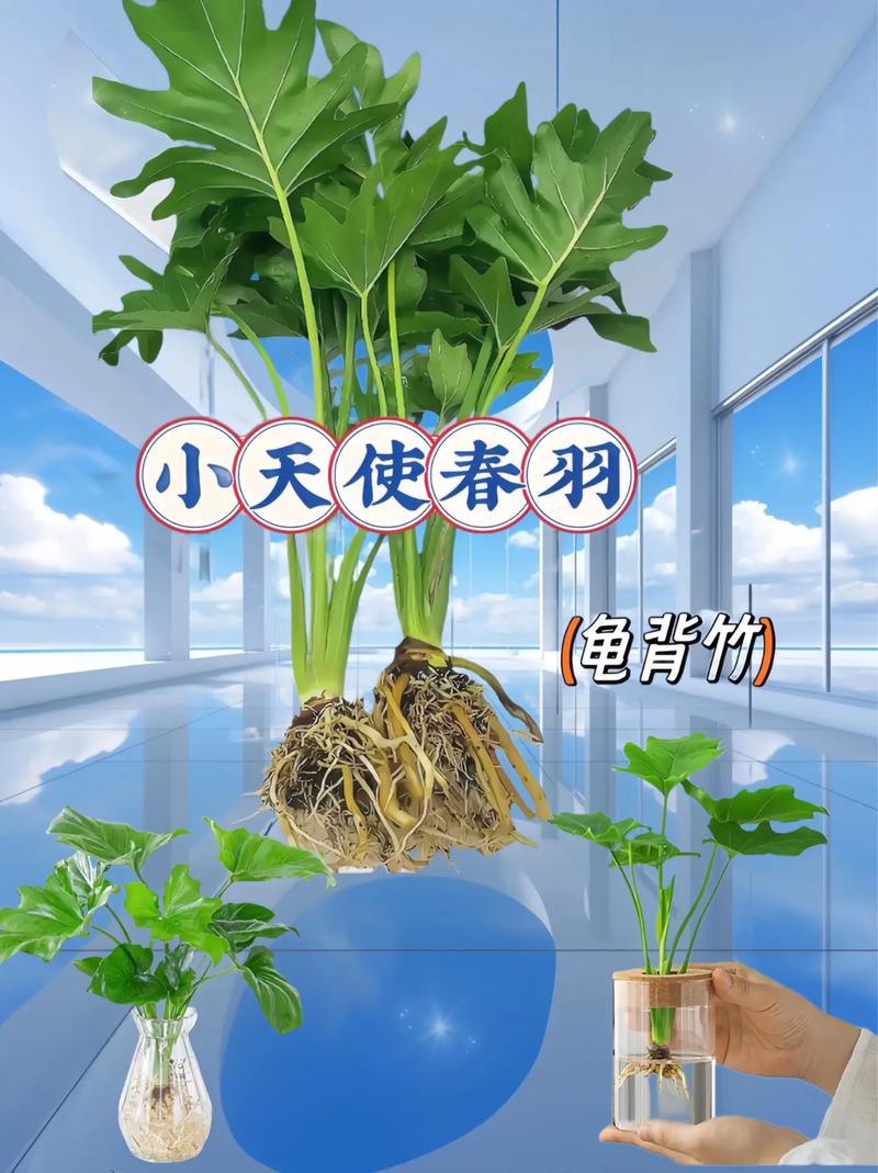 龟背竹怎么浇水，龟背竹怎么浇水合适-第2张图片-优品飞百科