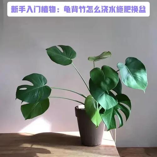 龟背竹怎么浇水，龟背竹怎么浇水合适-第3张图片-优品飞百科