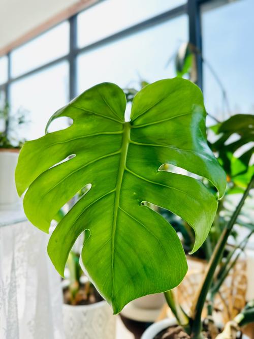 龟背竹怎么浇水，龟背竹怎么浇水合适-第4张图片-优品飞百科