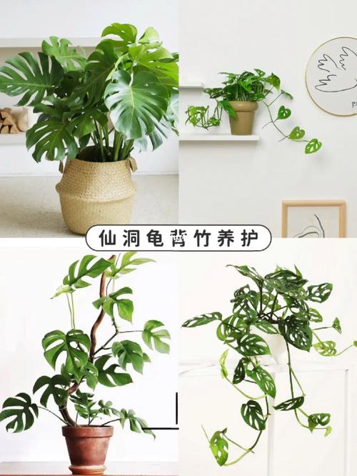 龟背竹怎么浇水，龟背竹怎么浇水合适-第5张图片-优品飞百科