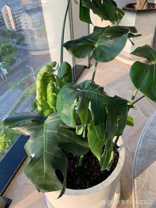 龟背竹怎么浇水，龟背竹怎么浇水合适-第6张图片-优品飞百科