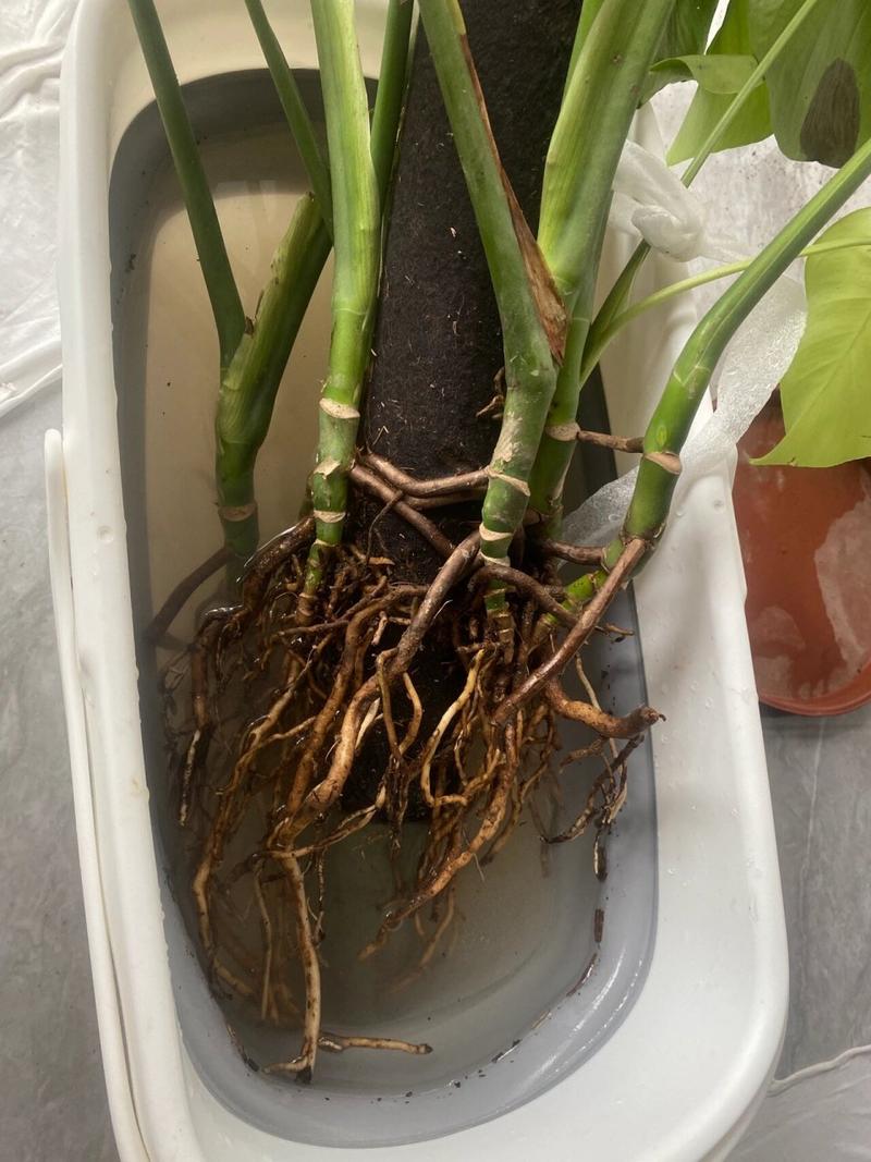 龟背竹怎么浇水，龟背竹怎么浇水合适-第7张图片-优品飞百科