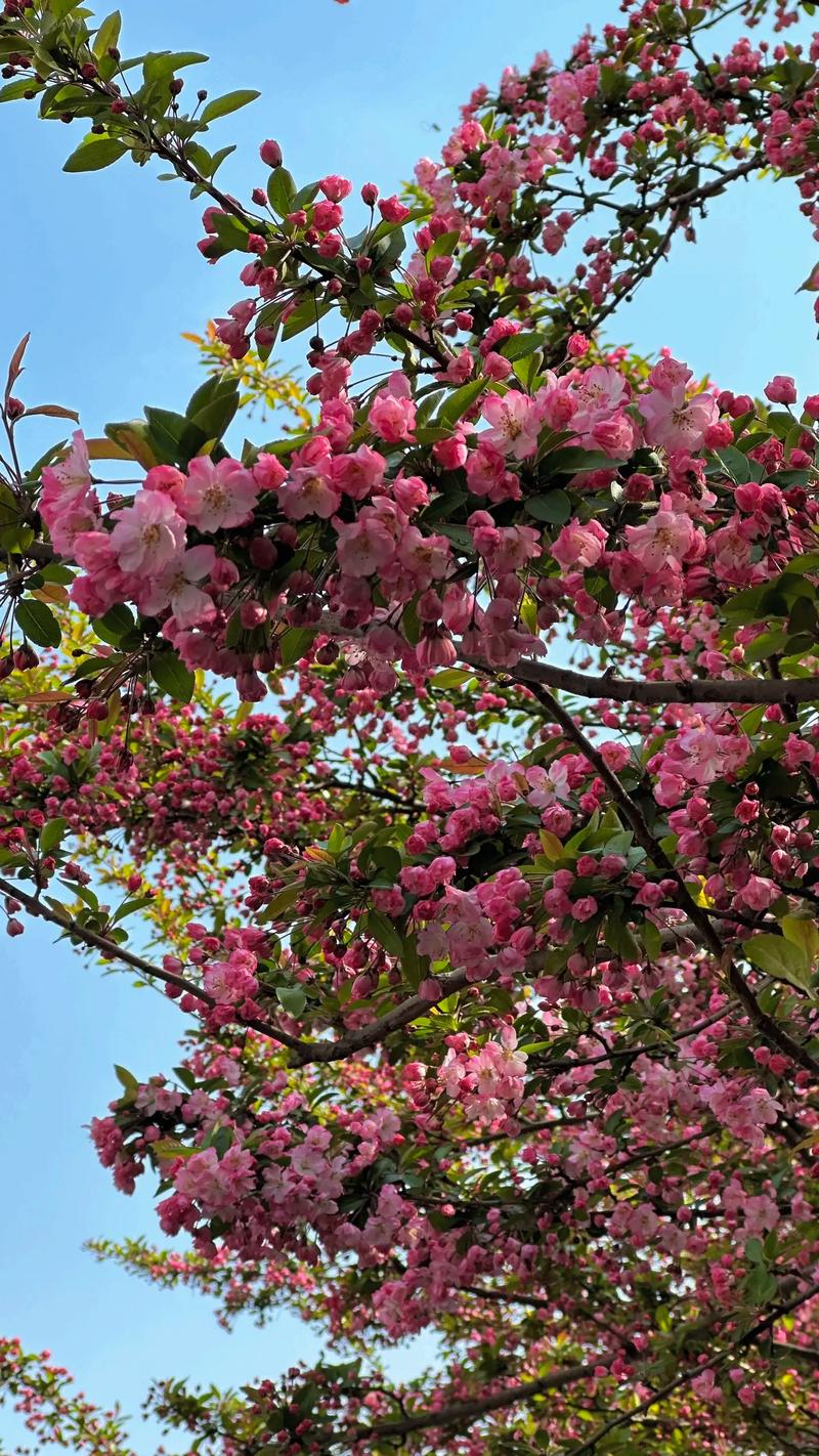 海棠花是什么季节开的，海棠花是什么时候开的什么季节