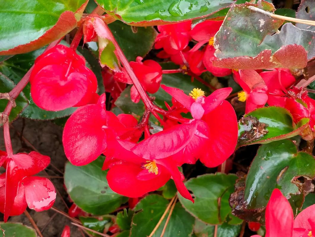 海棠花是什么季节开的，海棠花是什么时候开的什么季节-第2张图片-优品飞百科