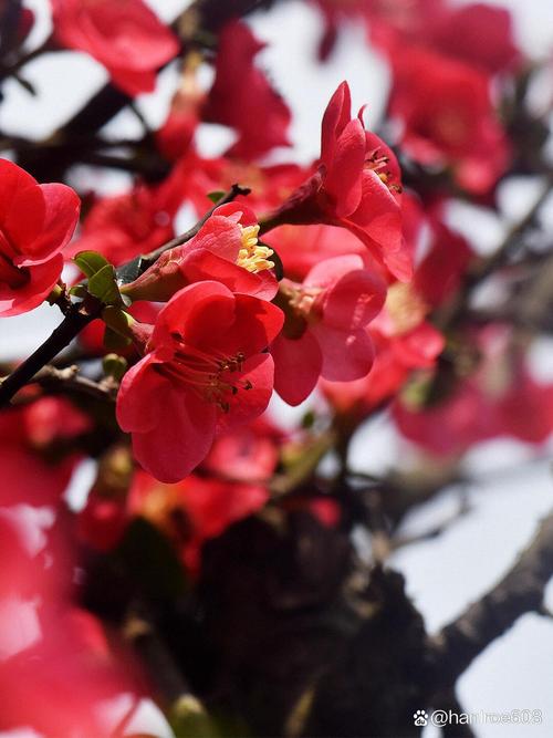 海棠花是什么季节开的，海棠花是什么时候开的什么季节-第3张图片-优品飞百科