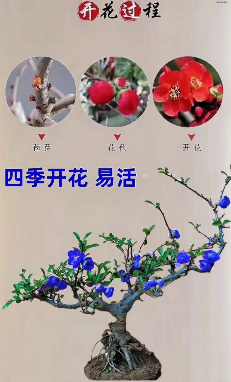 海棠花是什么季节开的，海棠花是什么时候开的什么季节-第4张图片-优品飞百科